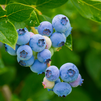 Bow Hill Organic Blueberries