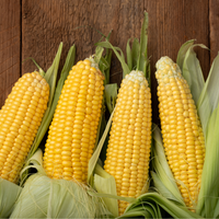 Hedlin Farms Bi-Color Organic Sweet Corn