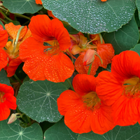 Aash Farms Nasturtium Blossoms