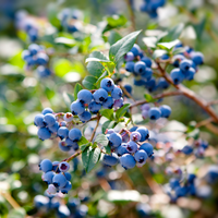Sidhu Farms Organic Fresh Blueberries