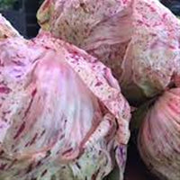 The Crows Farm Organic Castelfranco Radicchio