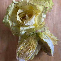 The Crows Farm Organic Castelfranco Radicchio