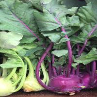 Spring TimeFarm Organic Kohlrabi
