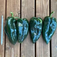 Hedlin Farm Organic Poblano Peppers