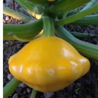 Pure Nelida Organic Patty Pan Squash