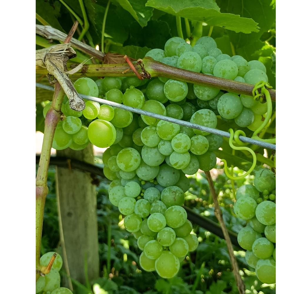 Hima Farm Organic Interlaken Grapes