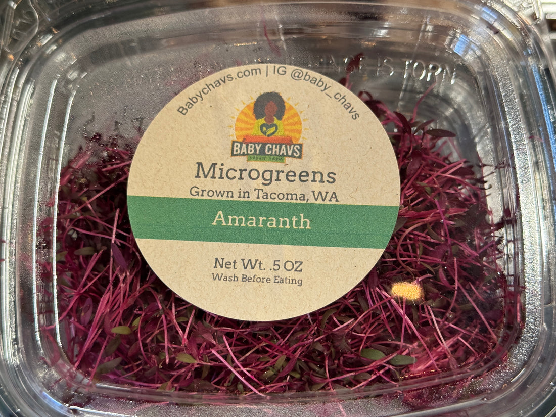 Baby Chavs Pink Amaranth Microgreens