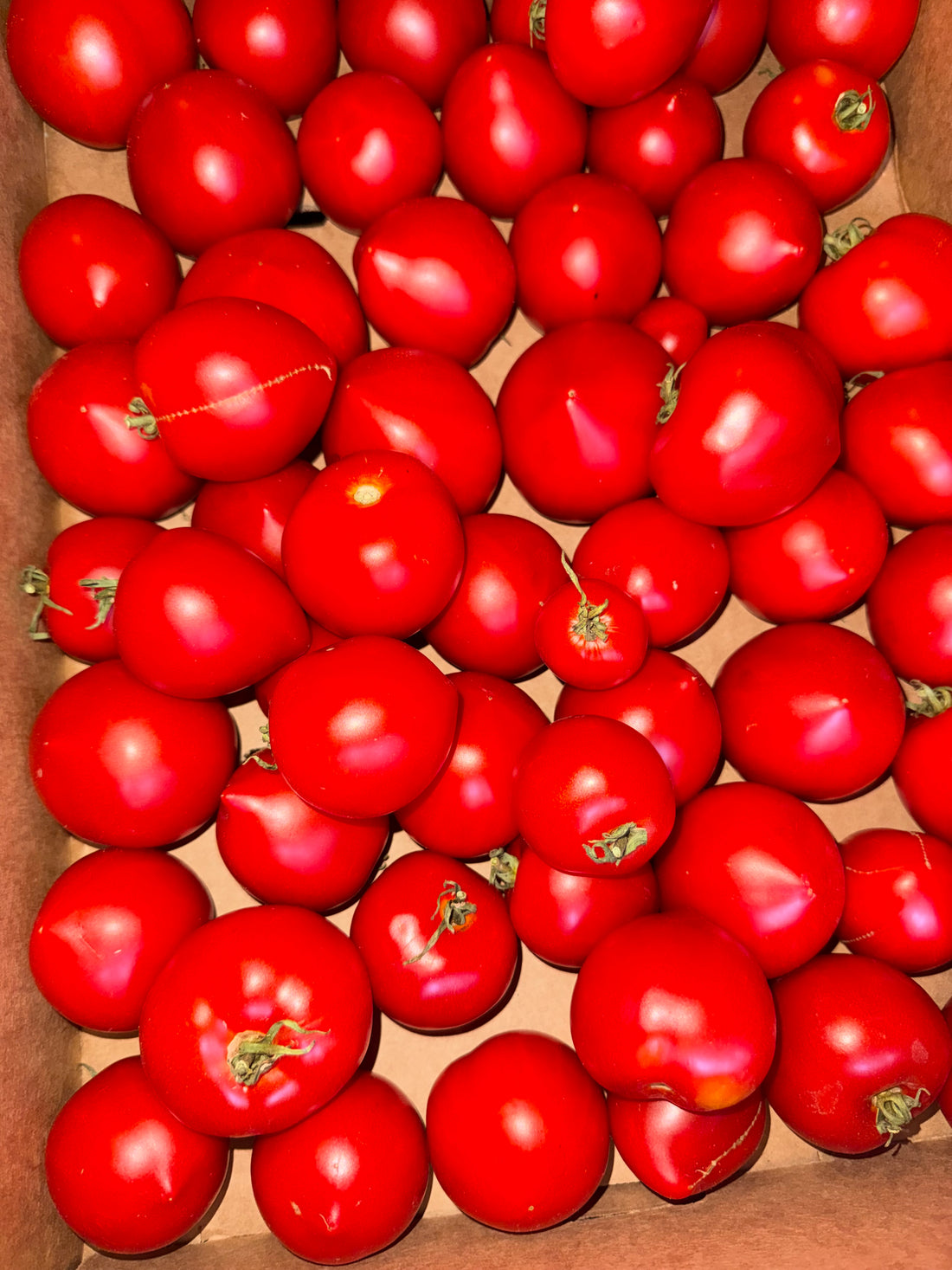 Aash Farm Organic Round Tomatoes