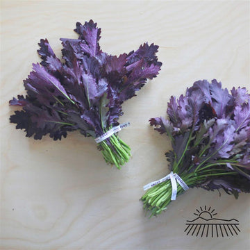 Boldly Grown Organic Red Mizuna