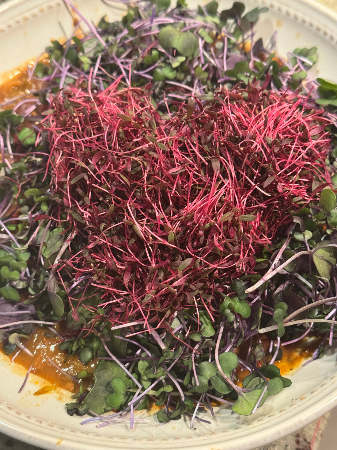 Baby Chavs Pink Amaranth Microgreens