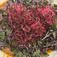 Baby Chavs Pink Amaranth Microgreens