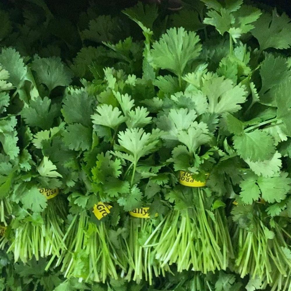 The Crows Farm Cilantro