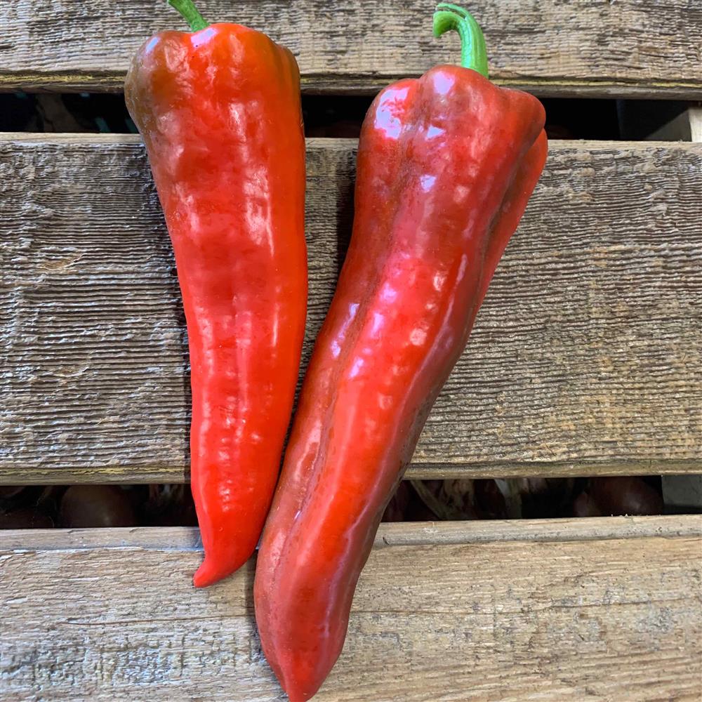 Spring Time Farm Sweet Carmen Pepper