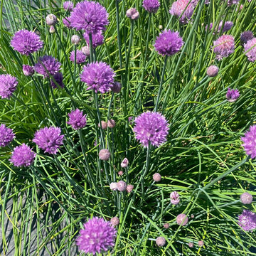 The Crows Farm Organic Chive Blossoms
