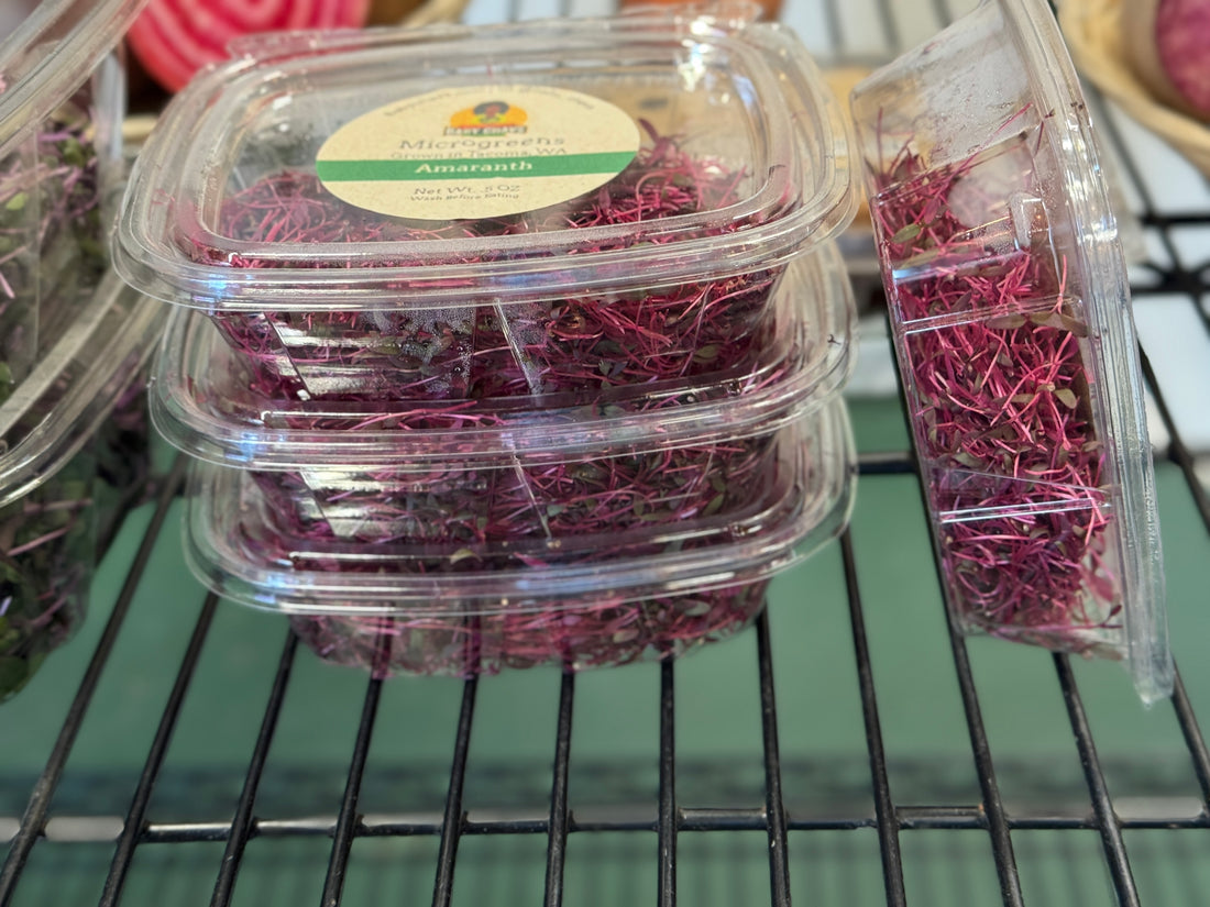 Baby Chavs Pink Amaranth Microgreens