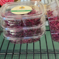 Baby Chavs Pink Amaranth Microgreens