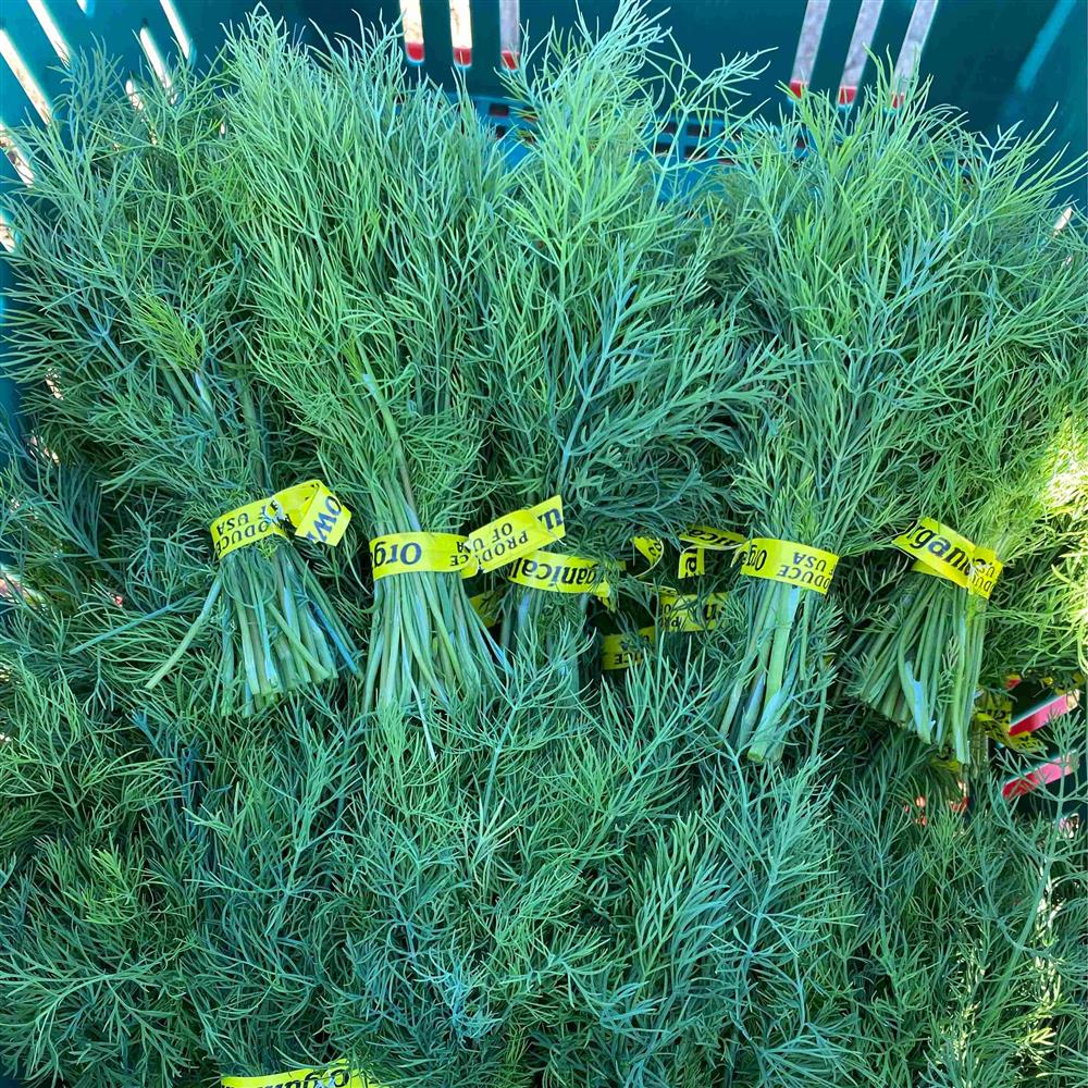 The Crows Farm Organic Dill