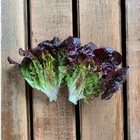 Spring Time Farm Little Red Gem Lettuce