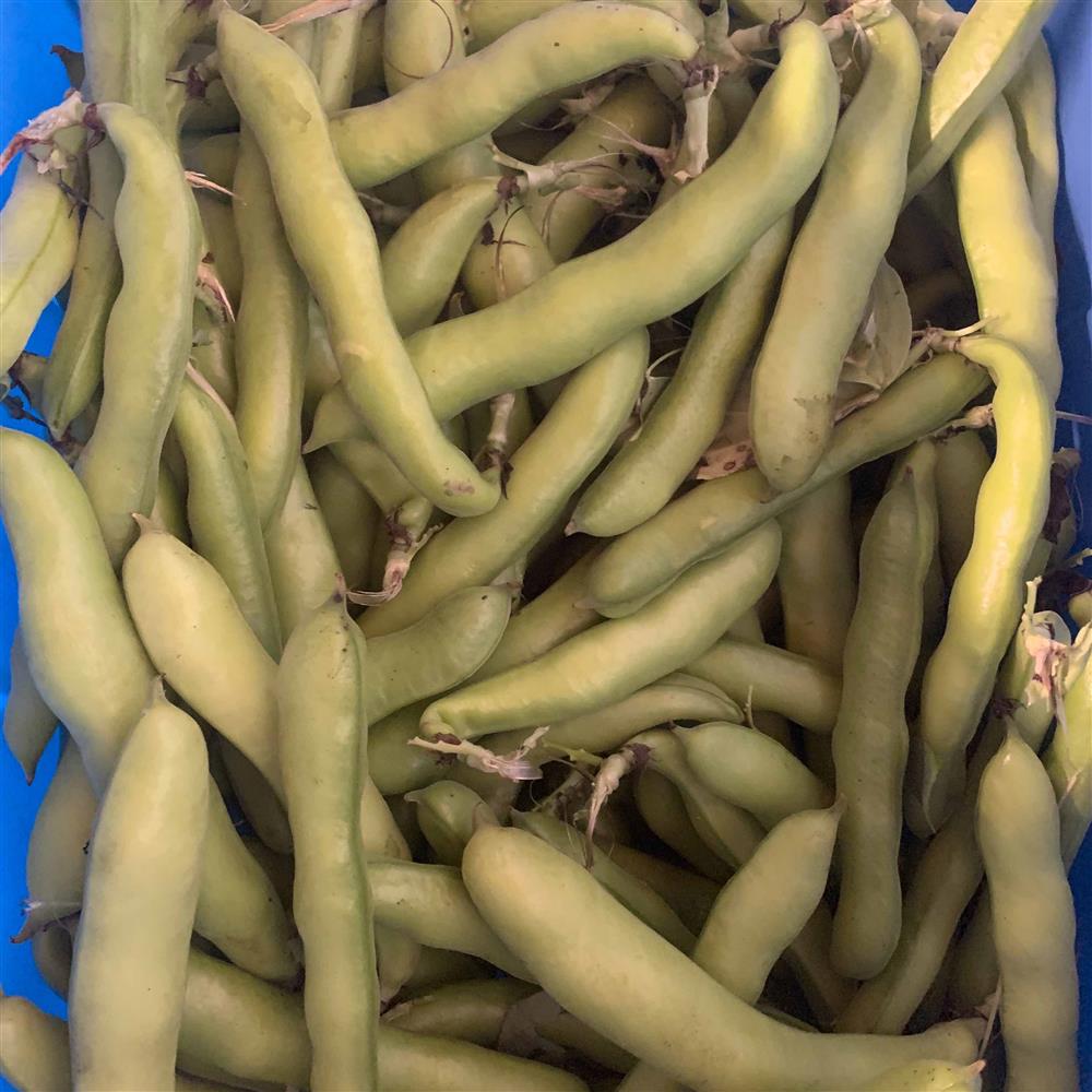 Spring Time Farm Organic Fava Beans