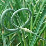 Osprey Hill Farms Organic Garlic Scapes