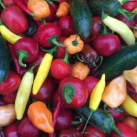 Hedlin Farm Organic Mixed Hot Peppers