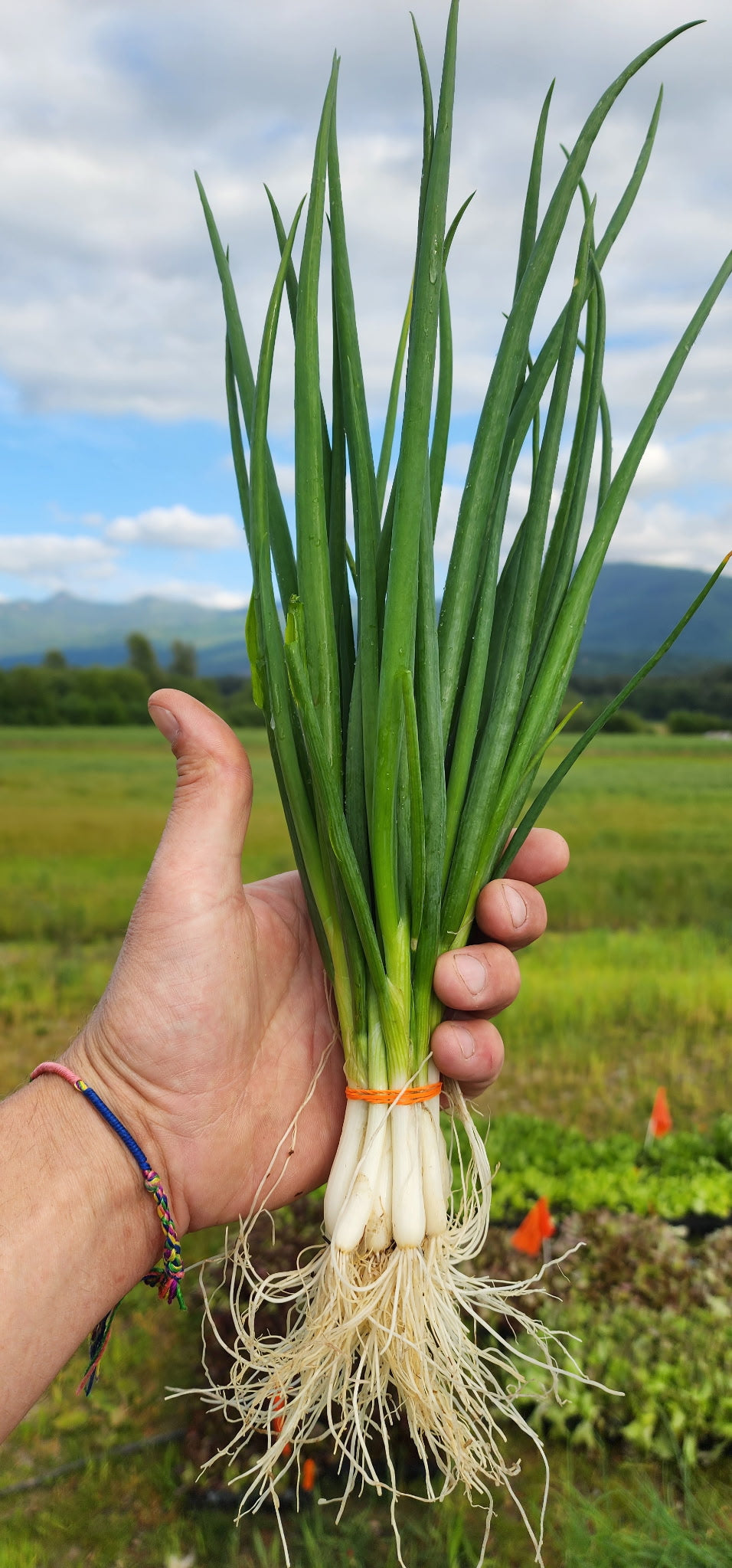 Foothills Farm Organic Scallions