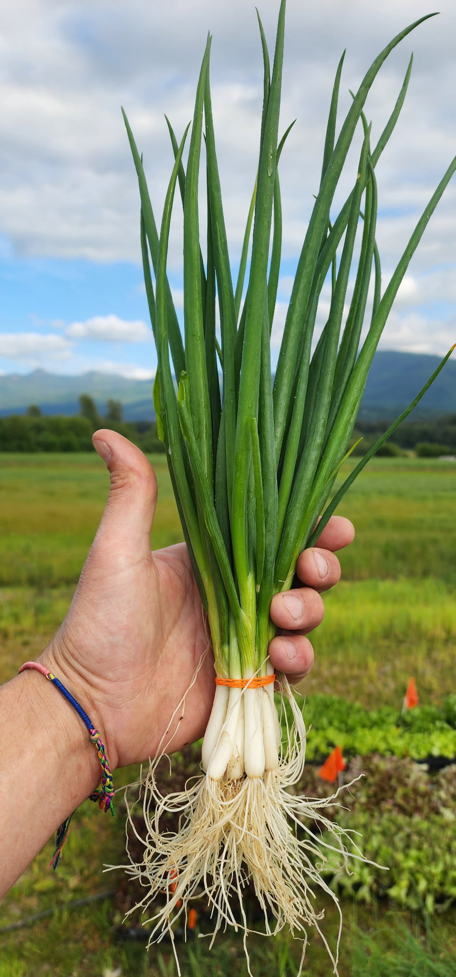 Foothills Farm Organic Scallions