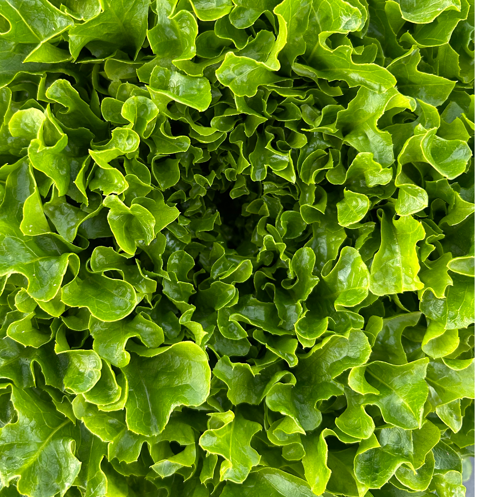 Hedlin Farm Green Leaf Lettuce