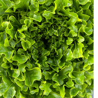 Hedlin Farm Green Leaf Lettuce