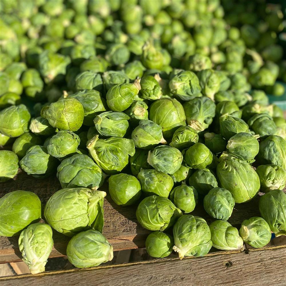 Hopewell Farm Organic Brussels Sprouts