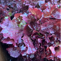 Hedlin Farm Red Leaf Lettuce
