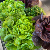 Hedlin Farm Red Leaf Lettuce