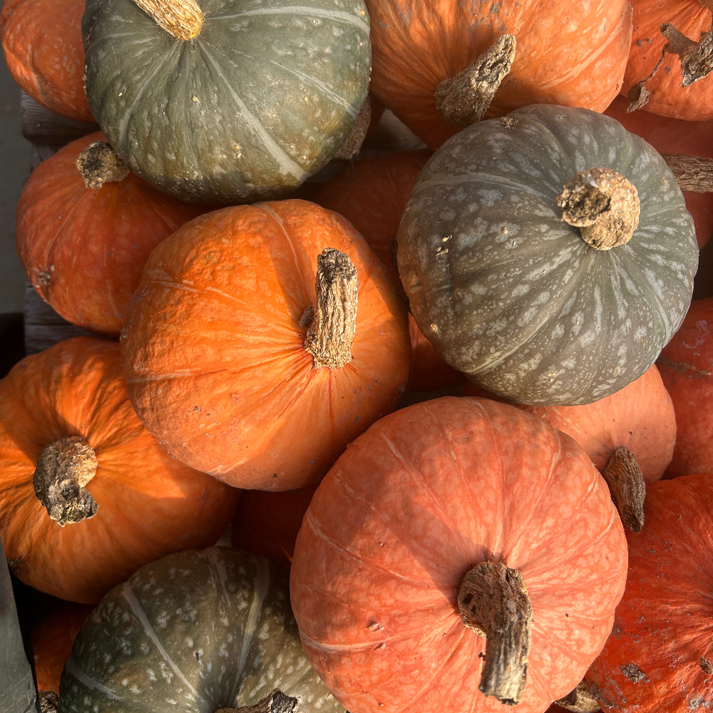 Hedlin Farms Organic Scarlet Kabocha Squash