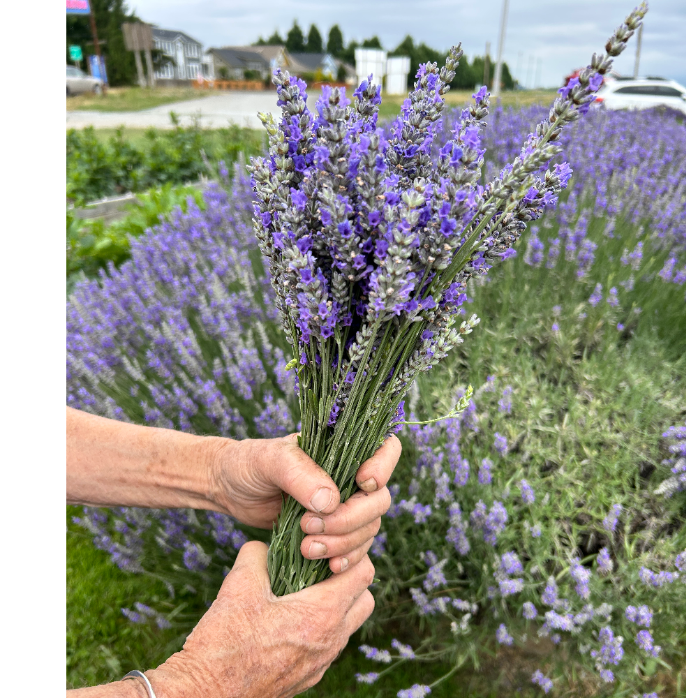 Hedlin Farm Lavender Bunches