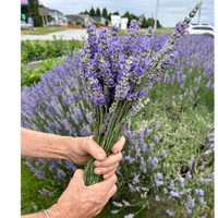 Hedlin Farm Dried Lavender Sachet