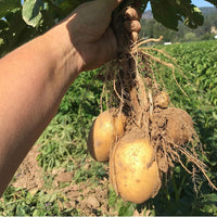 Olsen Farms Potatoes