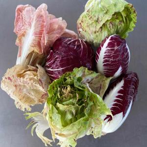 The Crows Farm Organic Radicchio