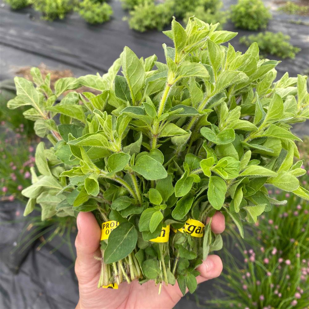 The Crows Farm Organic Oregano