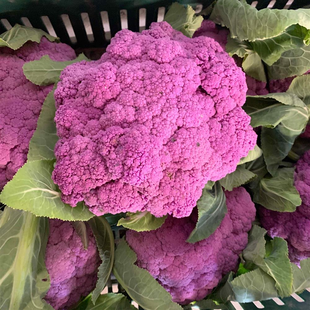 Steel Wheel Farm Organic Purple Cauliflower