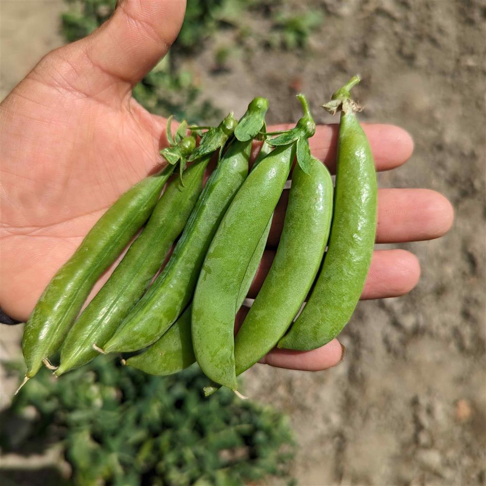 Viva Farms Organic Sugar Snap Peas