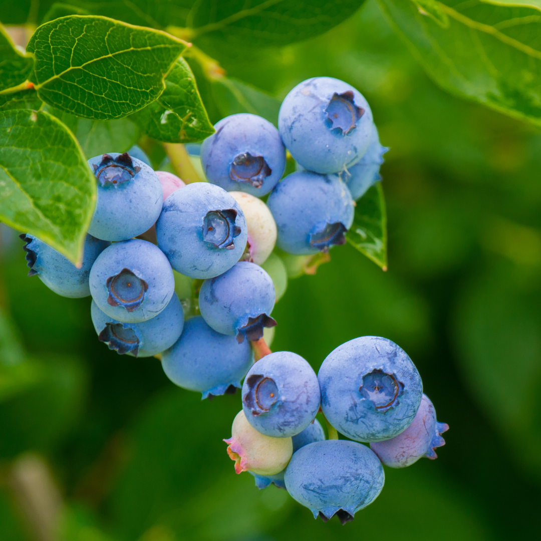 Bow Hill Organic Blueberries