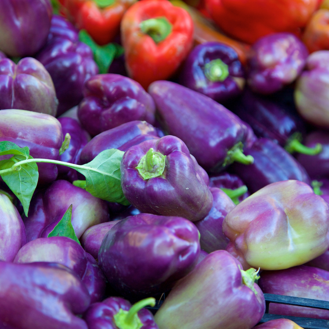 Red Shed Farm Organic Lilac Sweet Bell Pepper