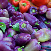 Red Shed Farm Organic Lilac Sweet Bell Pepper