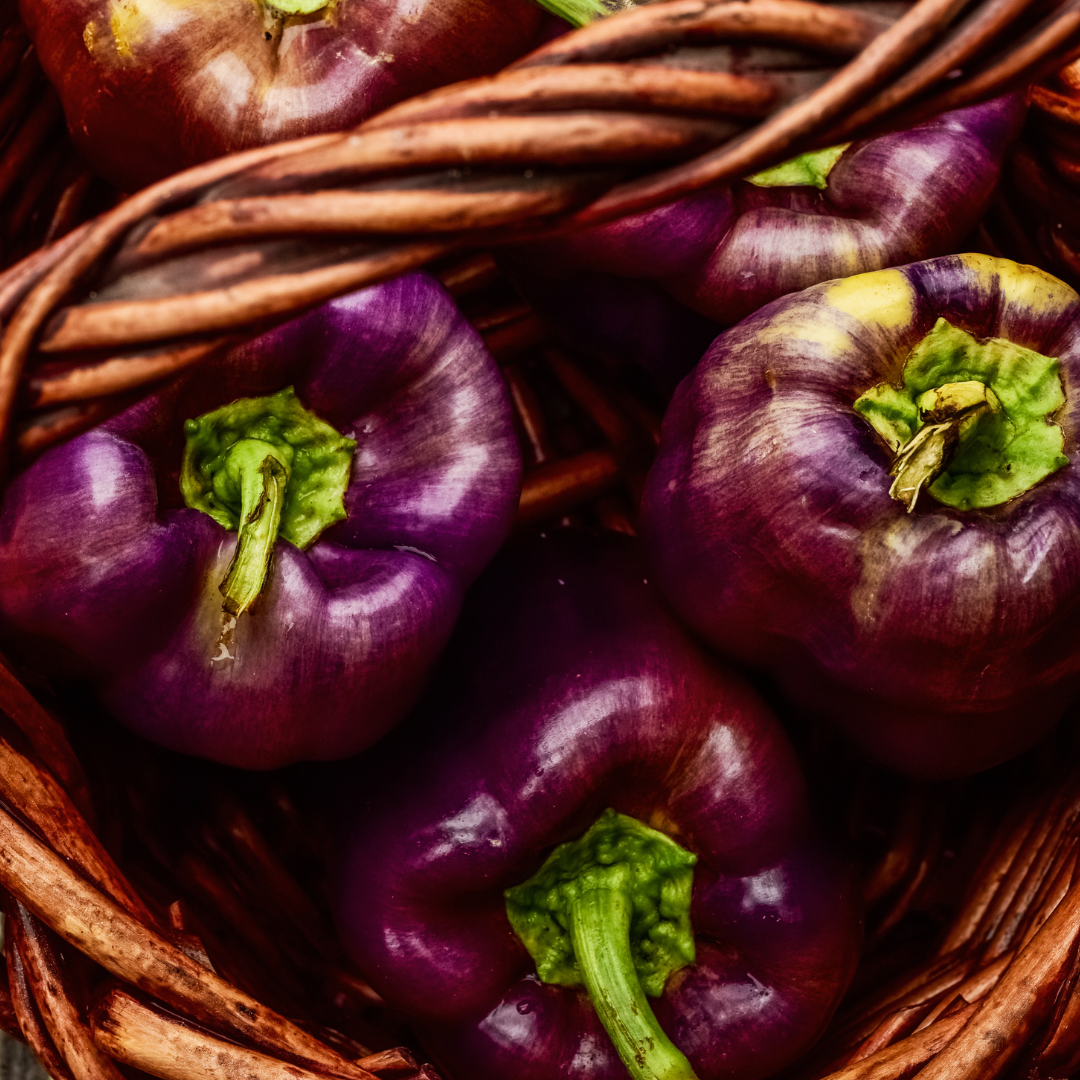 Red Shed Farm Organic Lilac Sweet Bell Pepper