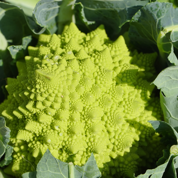 The Crows Farm Organic Romanesco Broccoli