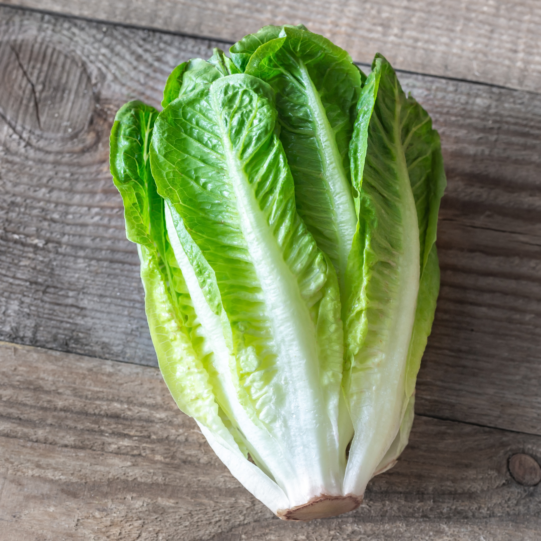 Ralph's Greenhouse Organic Romaine