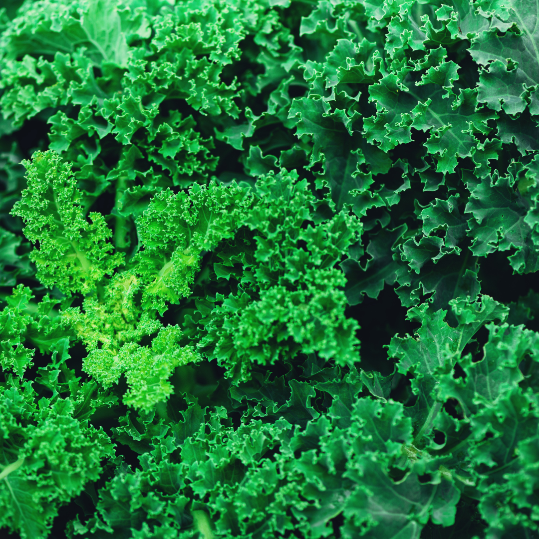 Foothills Farm Organic Green Curly Kale