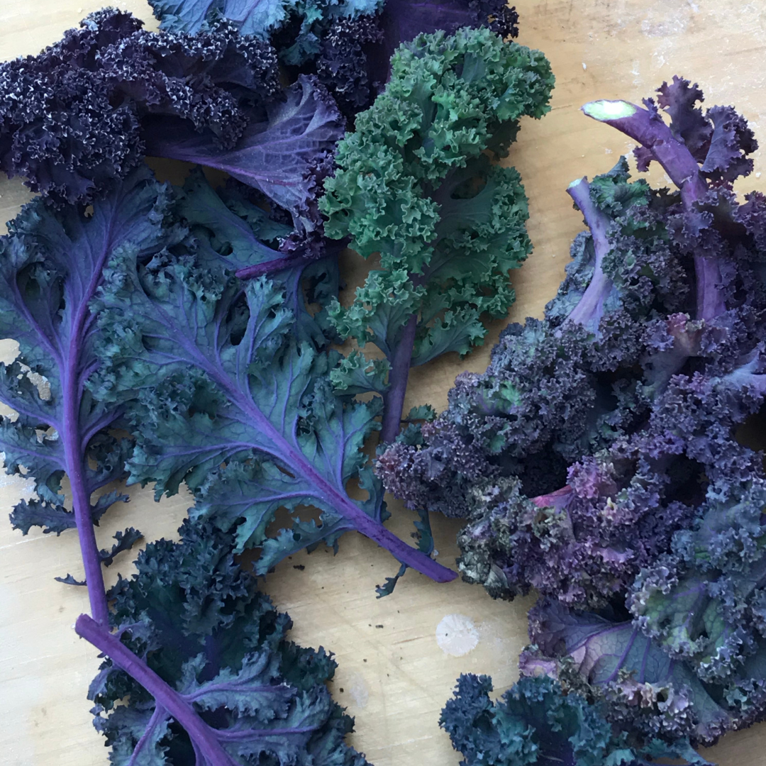 Foothills Farm Organic Purple Curly Kale