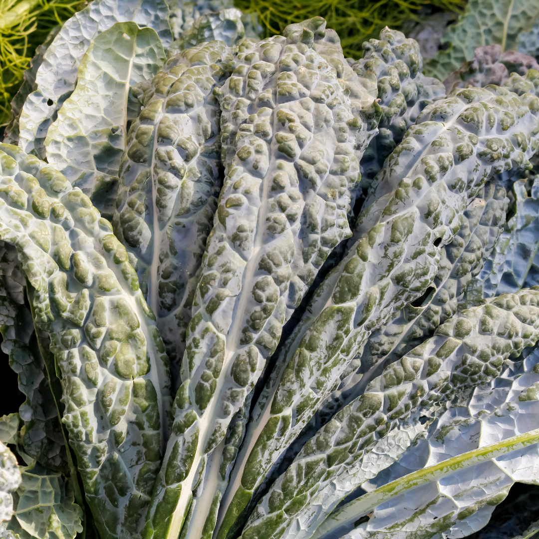 Foothills Farm Organic Green Dino Kale
