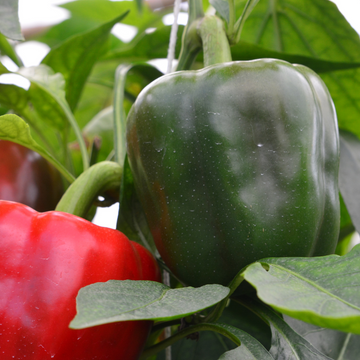Hedlin Farm Organic Green Bell Peppers